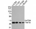 GAPDH Antibody in Western Blot (WB)