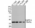 GAPDH Antibody in Western Blot (WB)