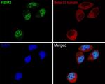 RBM3 Antibody in Immunocytochemistry (ICC/IF)