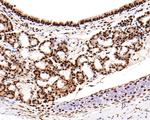 RBM3 Antibody in Immunohistochemistry (Paraffin) (IHC (P))