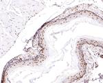 RBM3 Antibody in Immunohistochemistry (Paraffin) (IHC (P))