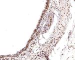 RBM3 Antibody in Immunohistochemistry (Paraffin) (IHC (P))