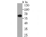 CoA Synthase Antibody in Western Blot (WB)