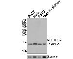 NDUFC2 Antibody in Western Blot (WB)