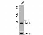 PIN4 Antibody in Western Blot (WB)