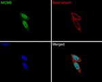 MCM6 Antibody in Immunocytochemistry (ICC/IF)