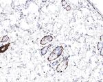 MCM6 Antibody in Immunohistochemistry (Paraffin) (IHC (P))