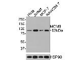 MCM6 Antibody in Western Blot (WB)