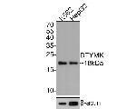 DTYMK Antibody in Western Blot (WB)