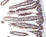 SF3A3 Antibody in Immunohistochemistry (Paraffin) (IHC (P))