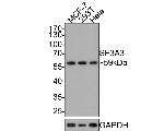 SF3A3 Antibody in Western Blot (WB)