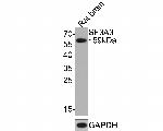 SF3A3 Antibody in Western Blot (WB)