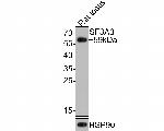 SF3A3 Antibody in Western Blot (WB)