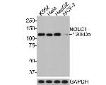 NOLC1 Antibody in Western Blot (WB)