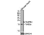 NDUFB4 Antibody in Western Blot (WB)