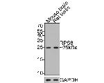 RPS8 Antibody in Western Blot (WB)