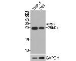 RPS8 Antibody in Western Blot (WB)