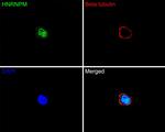 hnRNP M Antibody in Immunocytochemistry (ICC/IF)