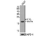 eIF1AX Antibody in Western Blot (WB)