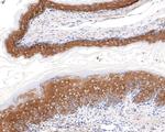 RPL10A Antibody in Immunohistochemistry (Paraffin) (IHC (P))