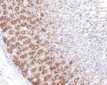 RPL10A Antibody in Immunohistochemistry (Paraffin) (IHC (P))