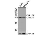 RPL10A Antibody in Western Blot (WB)