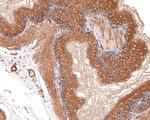 CYFIP1 Antibody in Immunohistochemistry (Paraffin) (IHC (P))