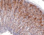 CYFIP1 Antibody in Immunohistochemistry (Paraffin) (IHC (P))