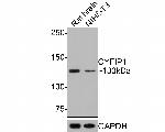 CYFIP1 Antibody in Western Blot (WB)