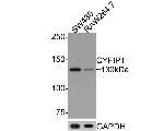 CYFIP1 Antibody in Western Blot (WB)