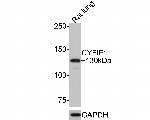 CYFIP1 Antibody in Western Blot (WB)