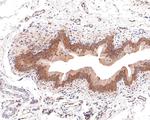 GALT Antibody in Immunohistochemistry (Paraffin) (IHC (P))