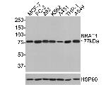 BAAT1 Antibody in Western Blot (WB)