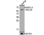 PRPF31 Antibody in Western Blot (WB)