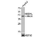 NSDHL Antibody in Western Blot (WB)