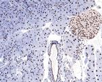 SAFB Antibody in Immunohistochemistry (Paraffin) (IHC (P))