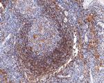 SNX5 Antibody in Immunohistochemistry (Paraffin) (IHC (P))