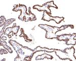 SNX5 Antibody in Immunohistochemistry (Paraffin) (IHC (P))