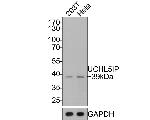 HAUS7 Antibody in Western Blot (WB)