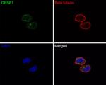 GRSF1 Antibody in Immunocytochemistry (ICC/IF)