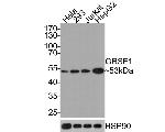 GRSF1 Antibody in Western Blot (WB)