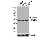 NUP50 Antibody in Western Blot (WB)