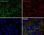 Adiponectin Antibody in Immunocytochemistry (ICC/IF)