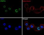 PRPF4 Antibody in Immunocytochemistry (ICC/IF)