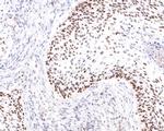 PRPF4 Antibody in Immunohistochemistry (Paraffin) (IHC (P))