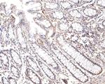 PRPF4 Antibody in Immunohistochemistry (Paraffin) (IHC (P))