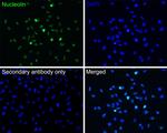 CRCP Antibody in Immunocytochemistry (ICC/IF)