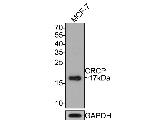 CRCP Antibody in Western Blot (WB)