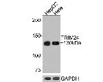 TRIM24 Antibody in Western Blot (WB)