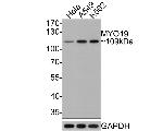 MYO19 Antibody in Western Blot (WB)